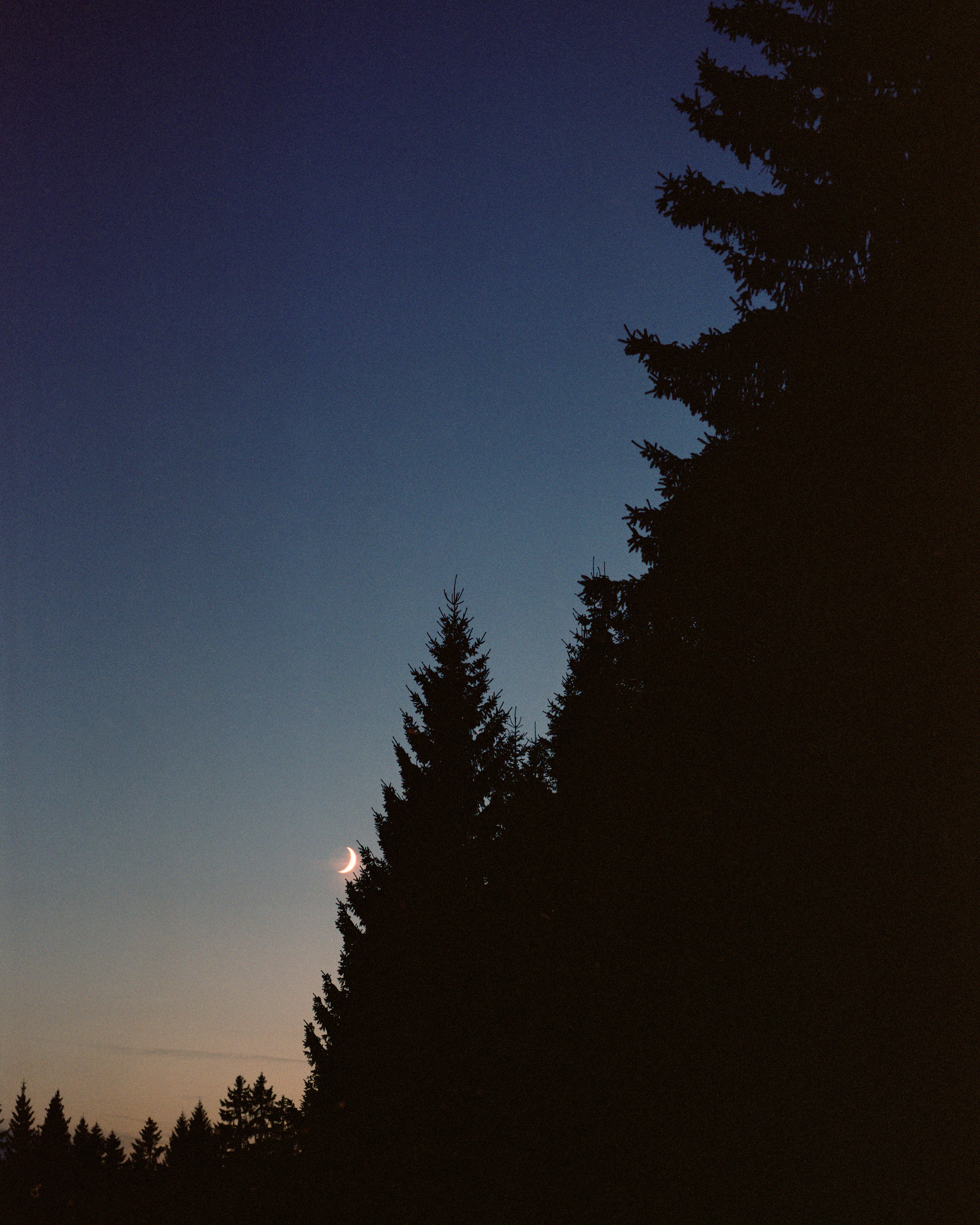 A serene crescent moon illuminates the night sky above a dense forest of tall dark trees.