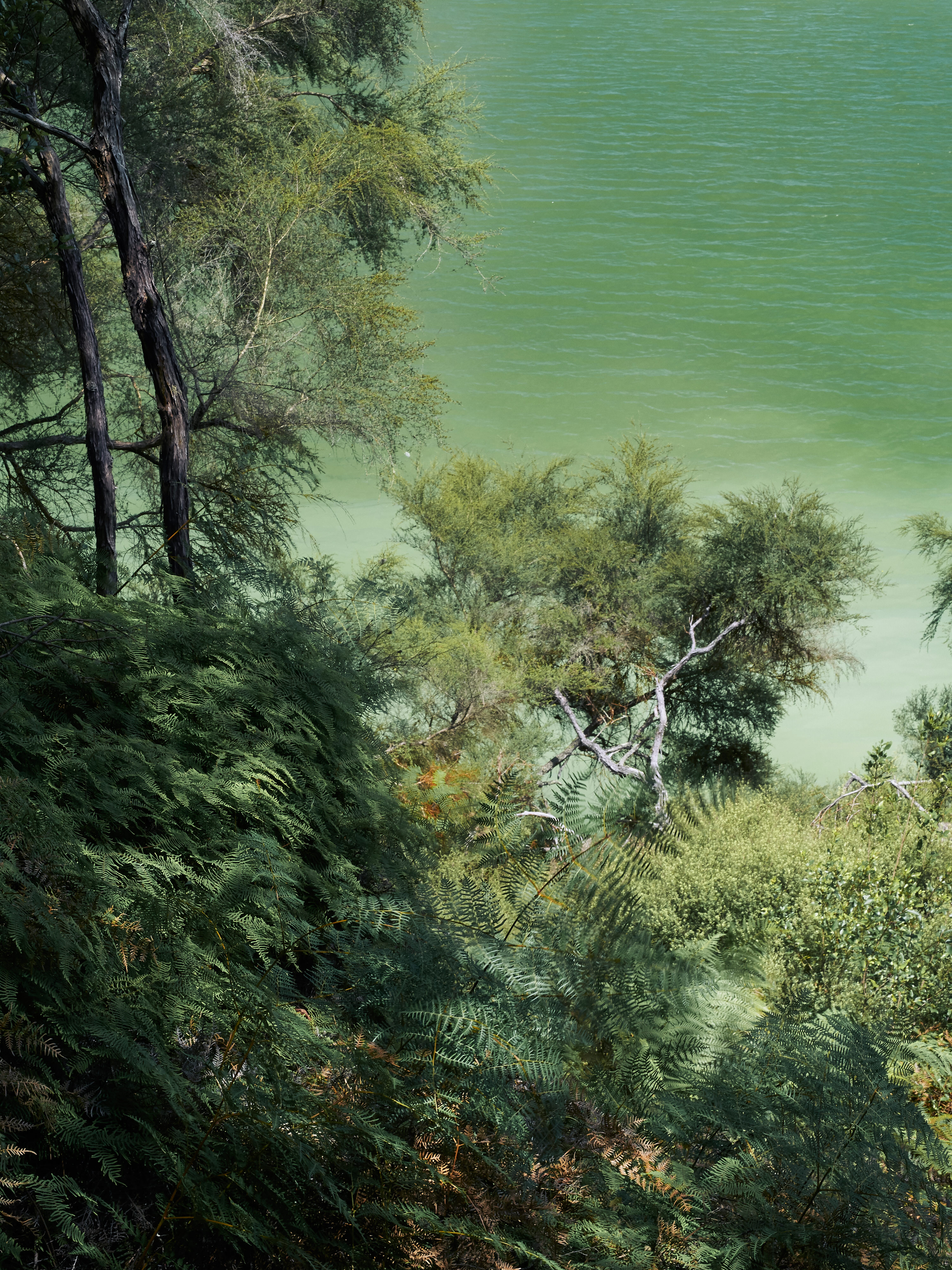 View over a lush forest to a very green lake